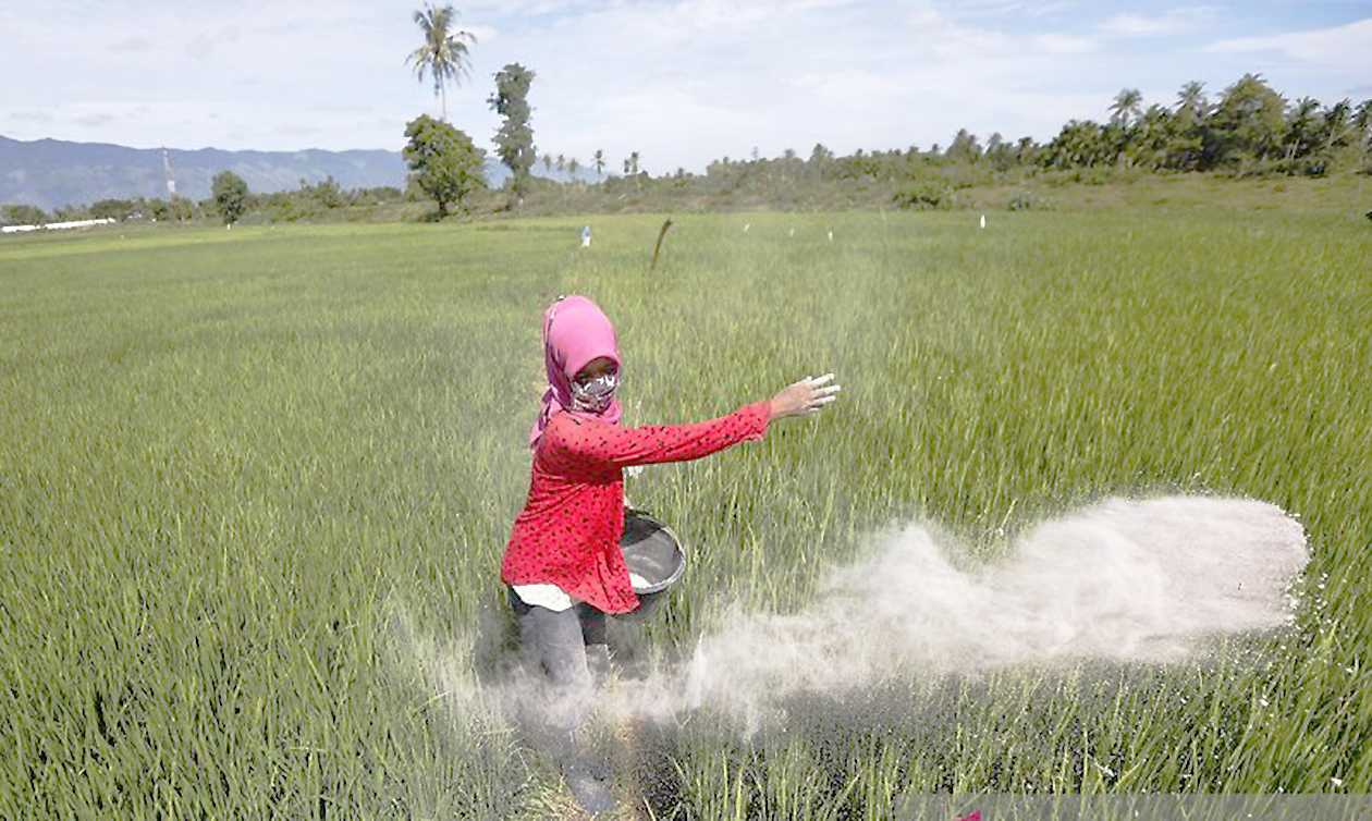 Beban Petani Berkurang, Harga Pupuk Subsidi di Mukomuko Turun Drastis  