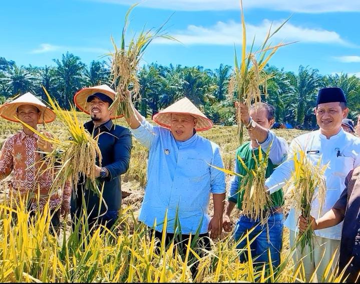 Bupati Mukomuko Panen Raya Padi di Desa Arah Tiga 