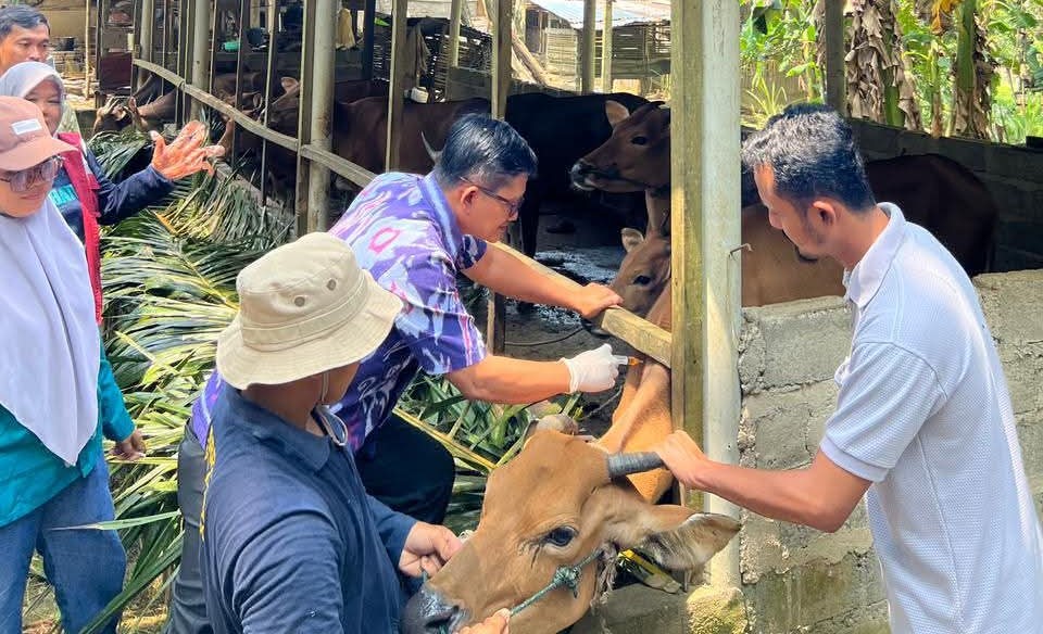 Pemkab Mukomuko Rutin Berikan Vaksinasi Ke Hewan Ternak Masyarakat 